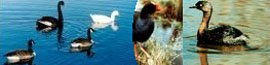 KapitiBirdTours
