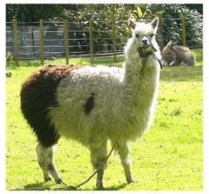 Owlibaba Alpaca.300x300
