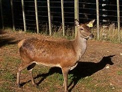 deer1