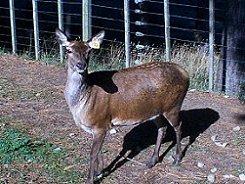 deer2
