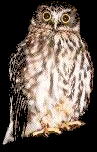 NZ Morepork Owl