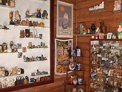 owlcollection1